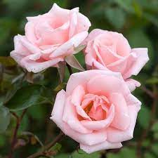 Flower Seeds, Seeds,Seeds For Planting,Plant Seeds