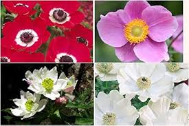 Anemone Flower Seeds for Planting – Heirloom, Non-GMO, High Germination Organic Garden Seeds
