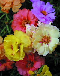 Sundial Peach Portulaca Moss Rose Flower Seeds for Planting – Heirloom, Non-GMO, High Germination