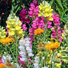 Snapdragon Seeds for Planting – Bright Blooms, Heirloom, Non-GMO Organic Garden Seeds