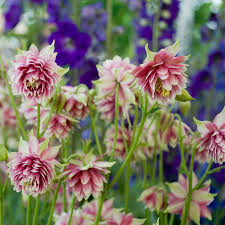 Nora Barlow Flower Seeds for Planting – Heirloom, Non-GMO, High Germination Organic Garden Seeds