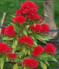 Heirloom Rooster Flower Seeds for Planting – Colorful Display, Non-GMO, High Germination