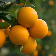 Orange Lemon Tree Seeds for Planting – Heirloom Non-GMO High Germination Organic Garden Seeds