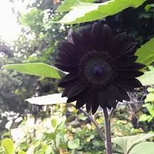 Black Sunflower Flower Seeds for Planting – Heirloom, Non-GMO, High Germination Organic Garden Seeds