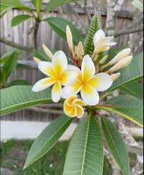 Frangipani Flower Seeds for Planting – Heirloom, Non-GMO, Perfect for Borders, High Germination