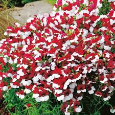Nemesia Strumosa Flower Seeds for Planting – Shade-Tolerant Heirloom, Non-GMO, High Germination Garden Seeds