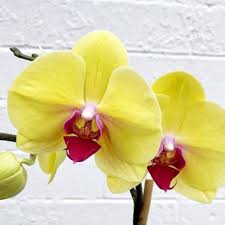 Yellow Pink Phalaenopsis Orchid Seeds for Planting – Heirloom, Non-GMO, High Germination Organic Garden Seeds