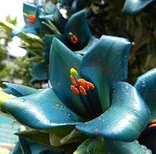 Green Blue Puya Flower Seeds for Planting | Heirloom Non-GMO High Germination Organic Seeds