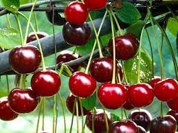 Fruit Seeds,Garden seeds, Seeds For Planting,Plant Seeds