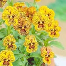 Tiger Eye Flower Seeds for Planting – Cottage Garden Heirloom Non-GMO High Germination Garden Seeds