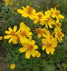 Lemmonii Flower Seeds for Planting – Heirloom, Non-GMO, Bright Blooms, High Germination Organic Garden Seeds