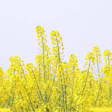 Yellow Rape Flower Seeds for Planting – Fragrant Blossoms, Heirloom, Non-GMO, High Germination, Organic Garden Seeds