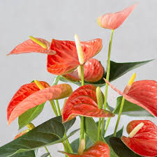 Anthurium Dark Orange Flower Seeds for Planting – Heirloom, Non-GMO, High Germination Organic Garden Seeds