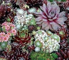 Mixed Sempervivum Flower Seeds for Planting – Heirloom, Non-GMO, High Germination Organic Garden Seeds