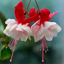 Fuchsia Flower Seeds for Planting – Heirloom, Non-GMO, Easy to Grow, High Germination