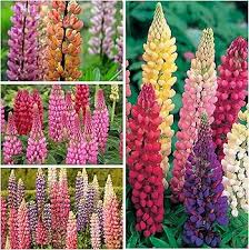 Russell Lupine Flower Seeds for Planting – Heirloom, Non-GMO, Cottage Garden Essential, High Germination