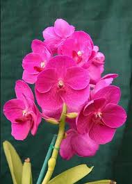 Pink Dendrobium Flower Seeds for Planting – Heirloom, Non-GMO, Premium Organic Garden Seeds