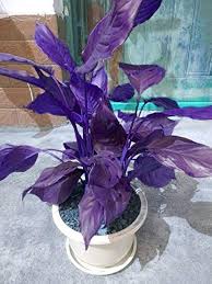 Aglaonema Flower Seeds – Heirloom, Non-GMO, Cottage Garden Essential