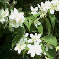 Philadelphus Coronarius Flower Seeds for Planting | Heirloom Non-GMO High Germination Seeds