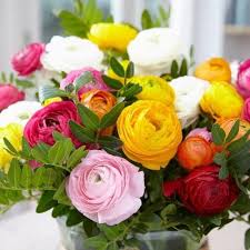 Mixed Ranunculus Flower Seeds for Planting – Heirloom, Non-GMO, Cut Flower Favorite Organic Garden Seeds