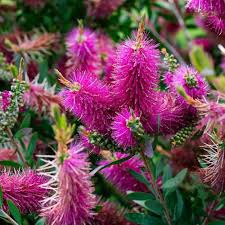 Pink Bottle Brush Flower Seeds for Planting – Heirloom Non-GMO High Germination Organic Garden Seeds