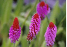 Primula Vialii Flower Seeds for Planting – Red-Purple Blooms, Non-GMO Perennial Garden Seeds