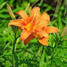 Orange Hemerocallis Flower Seeds for Planting – Heirloom, Non-GMO, High Germination Organic Garden Seeds