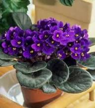 Violet Flower Seeds for Planting – Heirloom Non-GMO Seeds, High Germination for Organic Gardens