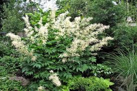 White Aruncus Dioicus Flower Seeds for Planting – Seasonal Bloomer, Heirloom, Non-GMO, High Germination Organic Garden Seeds