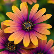 Orange & Blue William Osteospermum Flower Seeds for Planting – Heirloom, Non-GMO, Bright Blooms