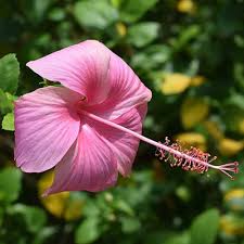 Baby Pink Hibiscus Flower Seeds for Planting – Heirloom, Non-GMO, Garden Favorite Seeds