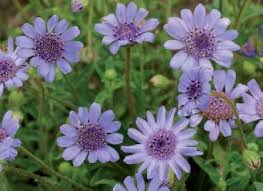 Blue Felicia Flower Seeds for Planting | Heirloom Non-GMO High Germination