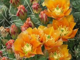 Orange Opuntia Flower Seeds for Planting – Heirloom, Non-GMO, High Germination Organic Garden Seeds