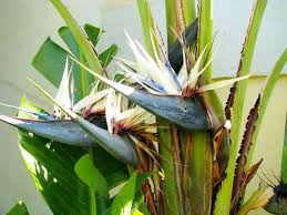 Mixed Strelitzia Flower Seeds for Planting – Heirloom Non-GMO High Germination Organic Garden Seeds