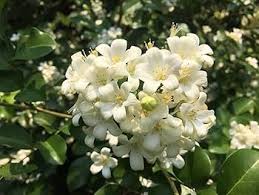 Heirloom Murraya Flower Seeds for Planting – Non-GMO, Vibrant Colors, High Germination