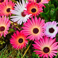 Mesembryanthemum Flower Seeds for Planting – Pollinator Friendly, Heirloom, Non-GMO, Organic Garden Seeds