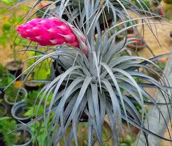 Tillandsia Fuchsii Flower Seeds for Planting – Heirloom, Non-GMO, High Germination Organic Garden Seeds