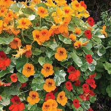Capuchina Flower Seeds for Planting – Heirloom, Non-GMO, Perfect for Borders, High Germination Organic Garden Seeds