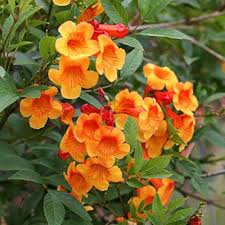 Orange Tecoma Flower Seeds for Planting – Heirloom, Non-GMO, High Germination Organic Garden Seeds