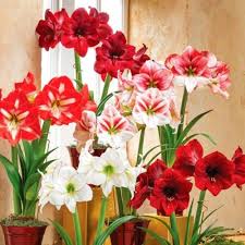 Mixed Amaryllis Flower Seeds for Planting – Heirloom, Non-GMO, Bright Bloom Garden Seeds