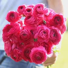 Pale Pink Ranunculus Flower Seeds for Planting – Premium Quality Heirloom Non-GMO Organic Garden Seeds