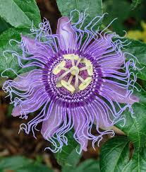 Purple Passiflora Incarnata Flower Seeds for Planting - Fragrant Blossoms, Heirloom & Non-GMO Seeds for Home Garden