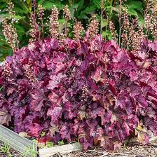 Purple Heuchera Flower Seeds for Planting Heirloom Non-GMO High Germination Organic Garden Seeds