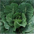 Georgia Collard Greens Seeds – Heirloom, High Yield, Fast-Growing