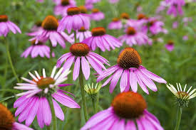 ConeFlower Seeds for Planting – Heirloom, Non-GMO, High Germination Organic Garden Seeds