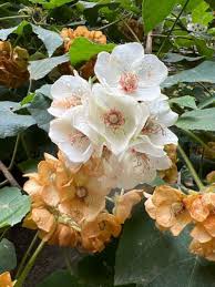 Dombeya Burgessiae Flower Seeds for Planting – Heirloom Non-GMO Organic Garden Seeds, High Germination