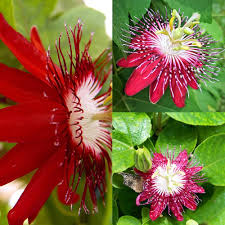 Red Passiflora Flower Seeds for Planting – Long Bloom Season, Heirloom, Non-GMO, High Germination