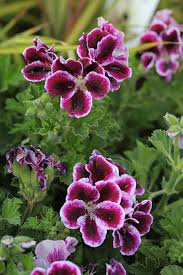 Pelargonium Flower Seeds for Planting – Colorful Display, Heirloom, Non-GMO &amp; High Germination Seeds