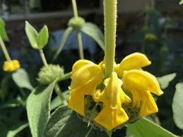 Sage Jerusalem Flower Seeds for Planting – Perfect for Borders, Heirloom, Non-GMO, High Germination Garden Seeds