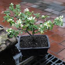 White Chojubai flower seeds for planting – Heirloom & Non-GMO garden seeds, rare dwarf bonsai blooms
